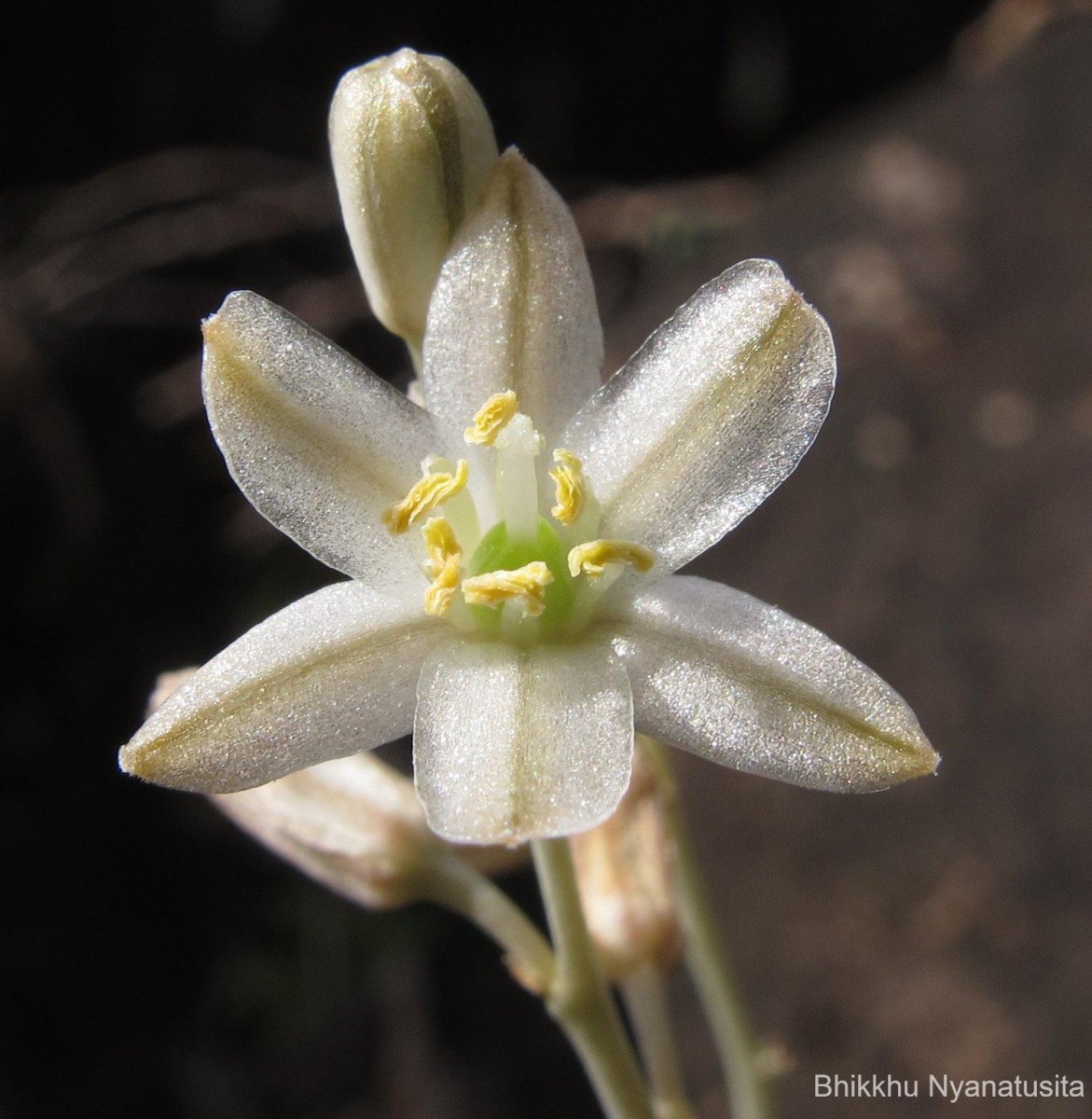 Drimia rupicola (Trimen) Dassan.